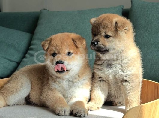 Asil Duruşu Ve Özgün Karakteriyle Shiba Inu Yavruları görsel