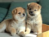 Asil Duruşu Ve Özgün Karakteriyle Shiba Inu Yavruları