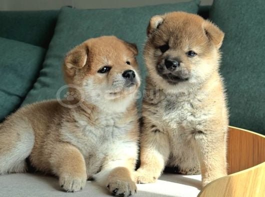 Asil Duruşu Ve Özgün Karakteriyle Shiba Inu Yavruları
