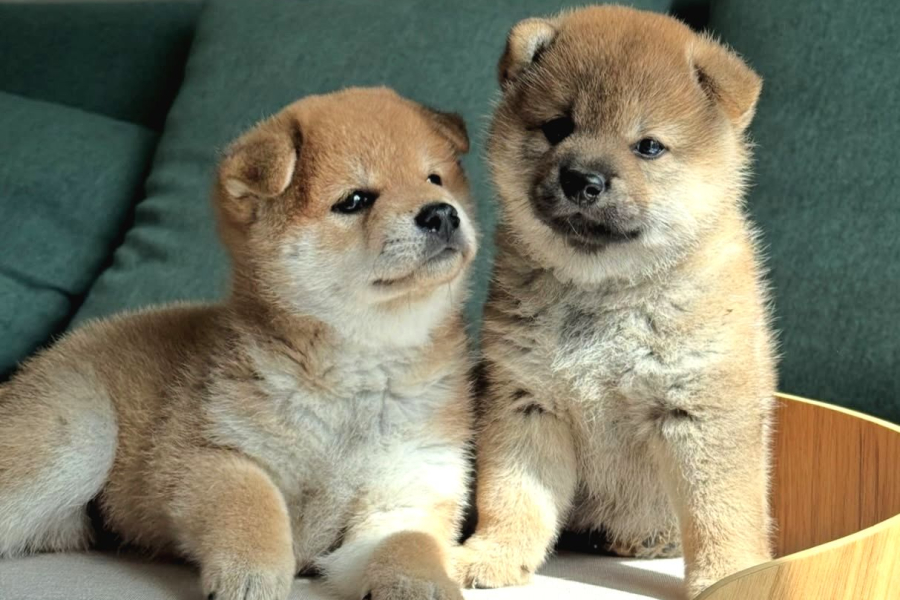 Asil Duruşu Ve Özgün Karakteriyle Shiba Inu Yavruları
