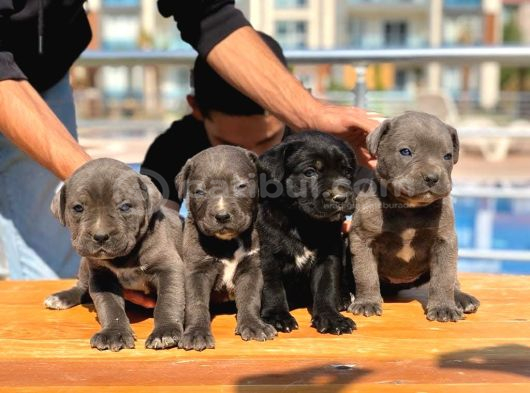 Heybetli Cane Corso Yavruları  Yeni Yuvalarını Arıyor görsel