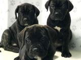 Heybetli Cane Corso Yavruları  Yeni Yuvalarını Arıyor