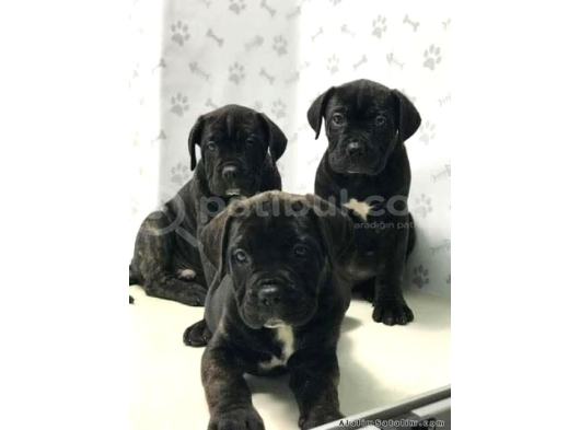 Heybetli Cane Corso Yavruları  Yeni Yuvalarını Arıyor