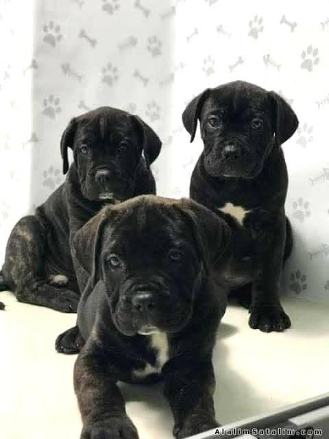 Heybetli Cane Corso Yavruları  Yeni Yuvalarını Arıyor