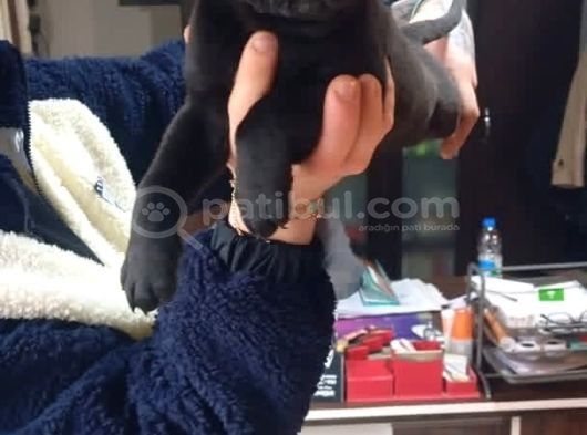 Heybetli Cane Corso Yavruları  Yeni Yuvalarını Arıyor görsel