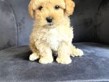 Wc Eğitimli Ve Aşılı Maltipoo Bebekler Yeni Yuvasına Hazır