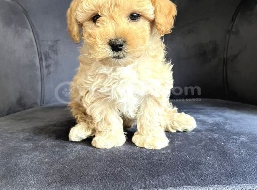 Wc Eğitimli Ve Aşılı Maltipoo Bebekler Yeni Yuvasına Hazır görsel
