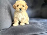 Wc Eğitimli Ve Aşılı Maltipoo Bebekler Yeni Yuvasına Hazır
