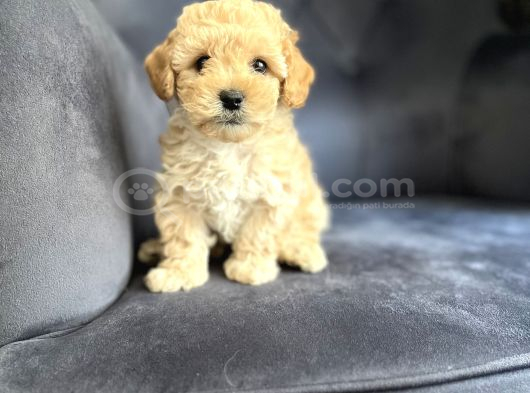 Wc Eğitimli Ve Aşılı Maltipoo Bebekler Yeni Yuvasına Hazır
