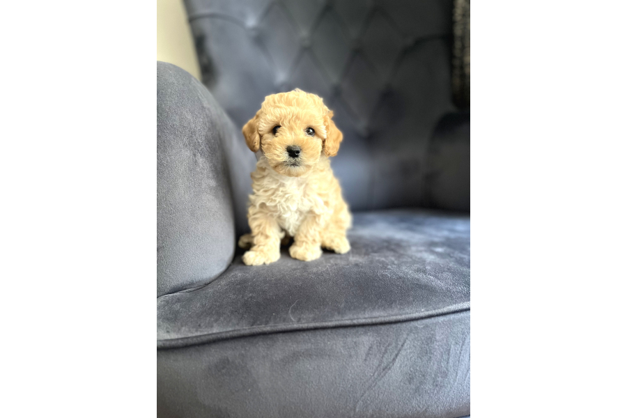 Wc Eğitimli Ve Aşılı Maltipoo Bebekler Yeni Yuvasına Hazır