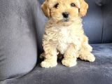 Wc Eğitimli Ve Aşılı Maltipoo Bebekler Yeni Yuvasına Hazır