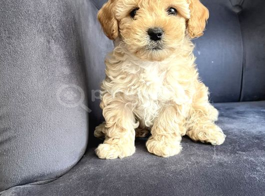 Wc Eğitimli Ve Aşılı Maltipoo Bebekler Yeni Yuvasına Hazır görsel