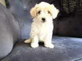 Wc Eğitimli Ve Aşılı Maltipoo Bebekler Yeni Yuvasına Hazır