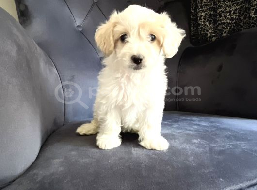 Wc Eğitimli Ve Aşılı Maltipoo Bebekler Yeni Yuvasına Hazır görsel