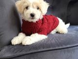 Wc Eğitimli Ve Aşılı Maltipoo Bebekler Yeni Yuvasına Hazır