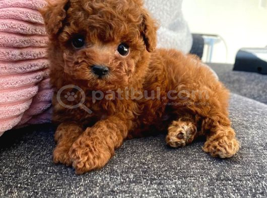 Güzelli̇ği̇n Tanimi Toy Poodle