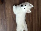 Aile Ortamında Büyümüş 9 Aylık Eğitimli Dişi Samoyed Pera