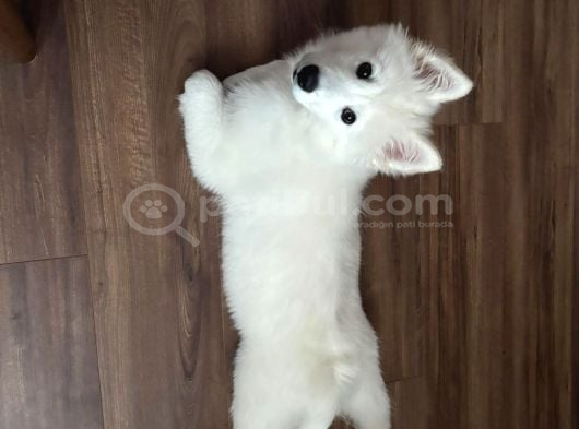 Aile Ortamında Büyümüş 9 Aylık Eğitimli Dişi Samoyed Pera görsel