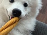 Aile Ortamında Büyümüş 9 Aylık Eğitimli Dişi Samoyed Pera