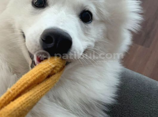 Aile Ortamında Büyümüş 9 Aylık Eğitimli Dişi Samoyed Pera görsel