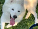 Aile Ortamında Büyümüş 9 Aylık Eğitimli Dişi Samoyed Pera
