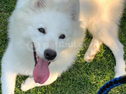 Aile Ortamında Büyümüş 9 Aylık Eğitimli Dişi Samoyed Pera görsel