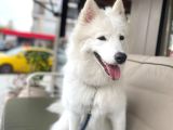 Aile Ortamında Büyümüş 9 Aylık Eğitimli Dişi Samoyed Pera