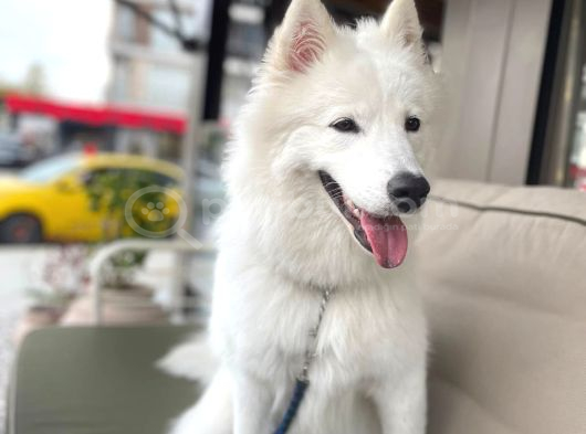 Aile Ortamında Büyümüş 9 Aylık Eğitimli Dişi Samoyed Pera