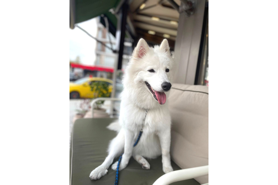 Aile Ortamında Büyümüş 9 Aylık Eğitimli Dişi Samoyed Pera