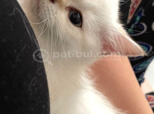 Dişi British Shorthair görsel