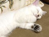 Dişi British Shorthair