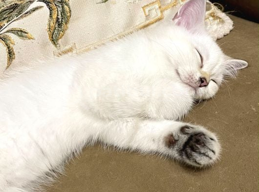 Dişi British Shorthair görsel