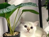 Dişi British Shorthair