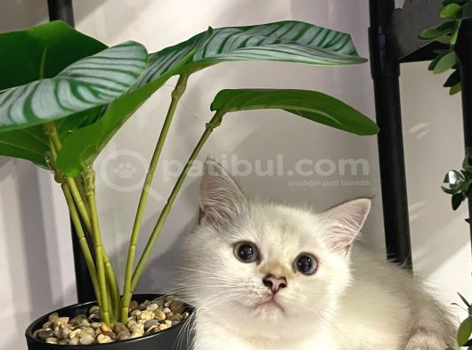 Dişi British shorthair