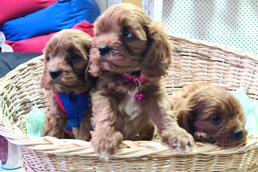A Kalİte GerÇek Orjİnal Cavapoo Yavrular