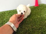 Maltese Terrier Yavruları Mama Ve Malzeme Kampanyali