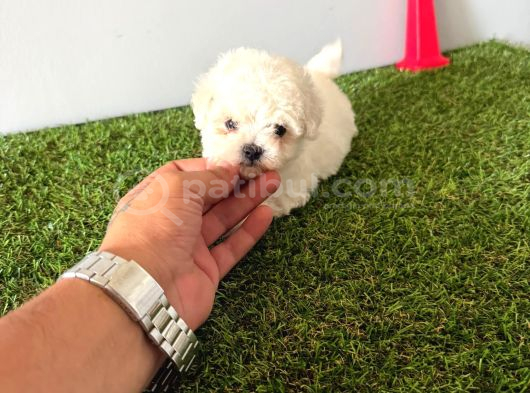 Maltese Terrier Yavruları Mama Ve Malzeme Kampanyali görsel