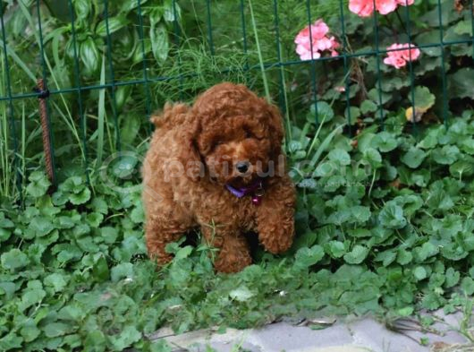 Müthi̇ş Kali̇te Müthi̇ş Fi̇yatlara Gerçek Toy Poodle Yavrular görsel
