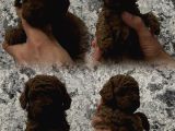 Müthi̇ş Kali̇te Müthi̇ş Fi̇yatlara Gerçek Toy Poodle Yavrular