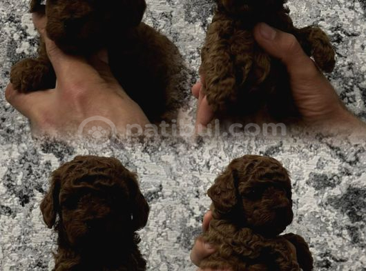 Müthi̇ş Kali̇te Müthi̇ş Fi̇yatlara Gerçek Toy Poodle Yavrular görsel
