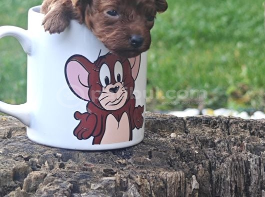 Müthi̇ş Kali̇te Müthi̇ş Fi̇yatlara Gerçek Toy Poodle Yavrular görsel