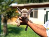Mükemmel Kalite De French Bulldog Yavrular