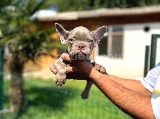 Mükemmel Kalite De French Bulldog Yavrular görsel