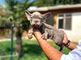 Mükemmel Kalite De French Bulldog Yavrular