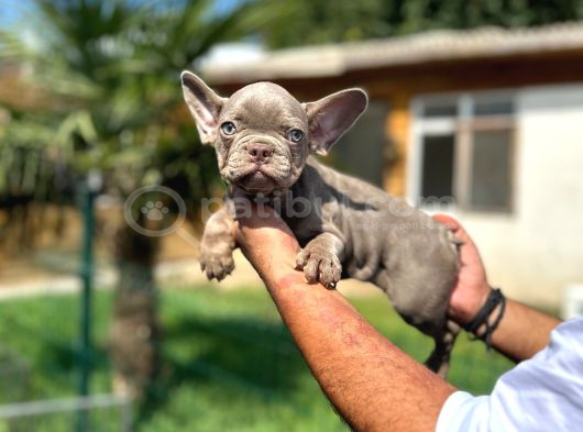 Mükemmel Kalite De French Bulldog Yavrular görsel