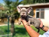 Mükemmel Kalite De French Bulldog Yavrular