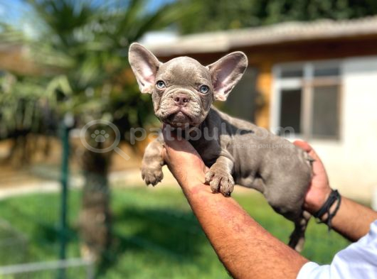 Mükemmel kalite de French bulldog Yavrular