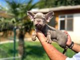 Mükemmel Kalite De French Bulldog Yavrular