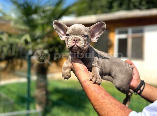 Mükemmel Kalite De French Bulldog Yavrular görsel