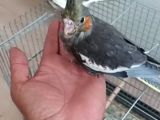EL BESLEME BEBEK SULTANLAR